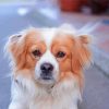 Tibetan Spaniel Paint By Numbers