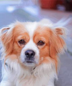 Tibetan Spaniel Paint By Numbers