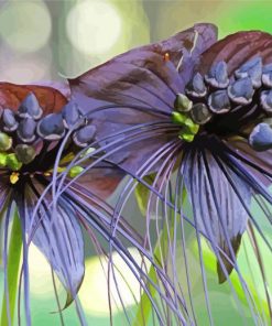 Two Black Bat Flowers Paint By Number