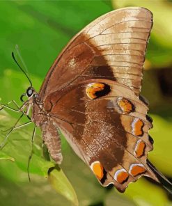 Ulysses Butterfly Paint By Numbers