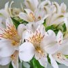 White Alstroemeria Flower Paint By Number