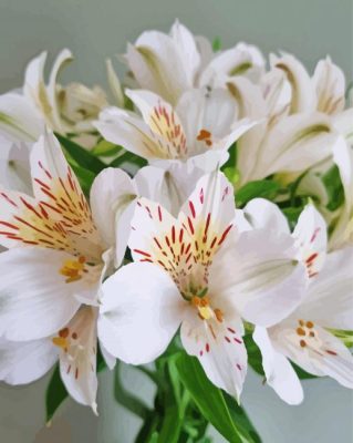 White Alstroemeria Flower Paint By Number