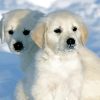 White Golden Retriever Puppies In Snow Paint By Number