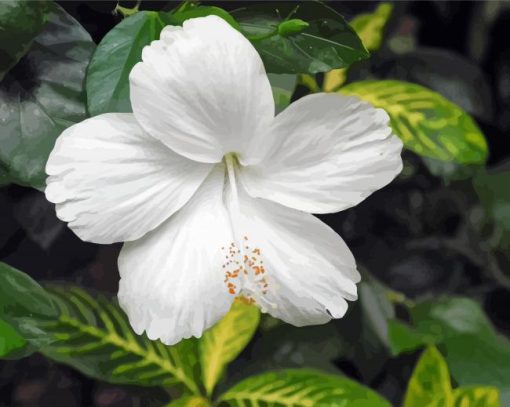 White Hibiscus Flower Paint By Numbers