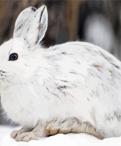 Winter Hare Paint By Numbers