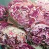 Abstract Pink Peach Peonies Paint By Numbers