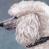 Abstract White Poodle Paint By Numbers