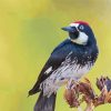 Acorn Woodpecker Bird Paint By Numbers