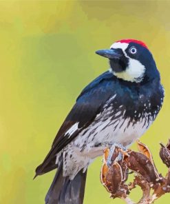 Acorn Woodpecker Bird Paint By Numbers