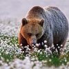 Adorable Bear In Flowers Field Paint By Numbers