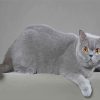 Adorable British Shorthair Paint By Numbers