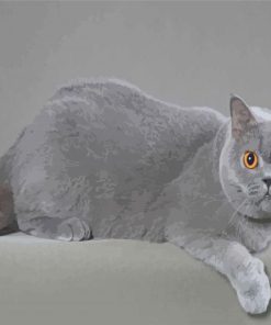 Adorable British Shorthair Paint By Numbers