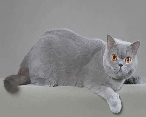 Adorable British Shorthair Paint By Numbers