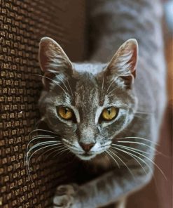 Aesthetic Grey Tabby Cat Paint By Numbers