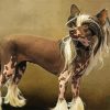 Aesthetic Chinese Crested Dog Paint By Numbers