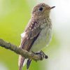 Aesthetic Asian Brown Flycatcher Paint By Numbers