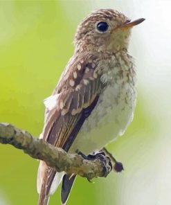 Aesthetic Asian Brown Flycatcher Paint By Numbers