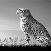 Aesthetic Black And White Cheetahs Paint By Number