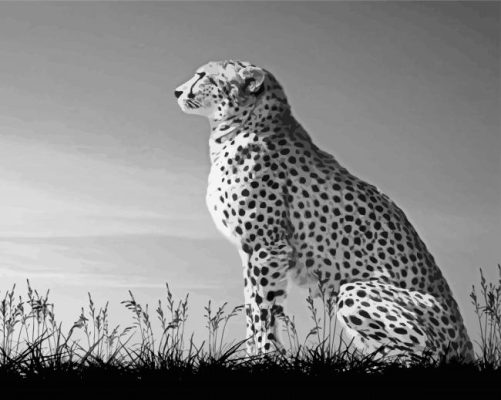 Aesthetic Black And White Cheetahs Paint By Number