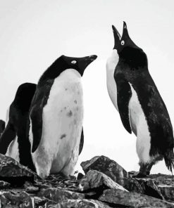 Aesthetic Black And White Penguins Paint By Numbers