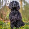 Aesthetic Black Cocker Spaniel Paint By Numbers