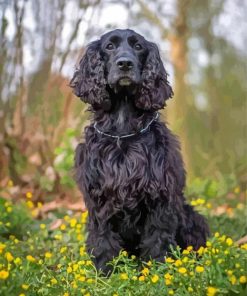 Aesthetic Black Cocker Spaniel Paint By Numbers