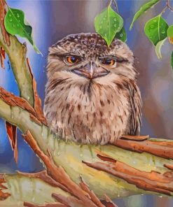 Aesthetic Frogmouth Paint By Numbers