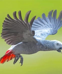 Aesthetic Grey Parrot Paint By Numbers