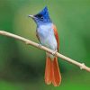 Aesthetic Indian Paradise Flycatcher Bird Paint By Numbers