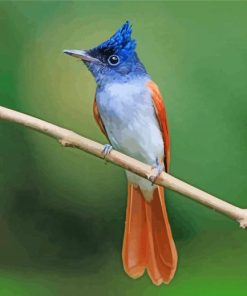 Aesthetic Indian Paradise Flycatcher Bird Paint By Numbers