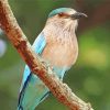 Aesthetic Indian Roller Paint By Numbers