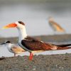 Aesthetic Indian Skimmer Birds Paint By Numbers