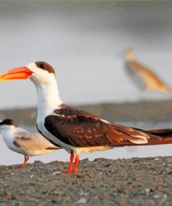 Aesthetic Indian Skimmer Birds Paint By Numbers