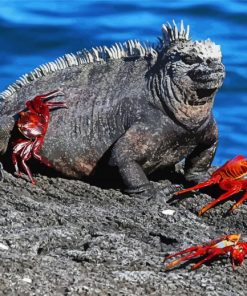 Aesthetic Marine Iguana Paint By Numbers