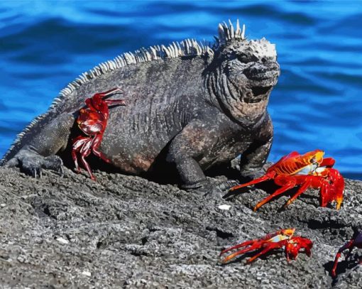 Aesthetic Marine Iguana Paint By Numbers