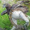 Aesthetic Martial Eagle Paint By Numbers