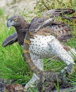 Aesthetic Martial Eagle Paint By Numbers