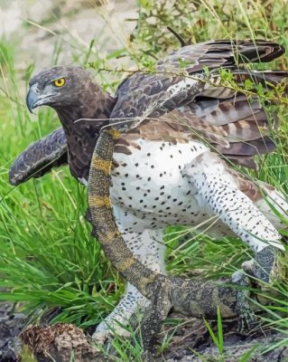 Aesthetic Martial Eagle Paint By Numbers