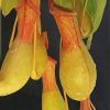 Aesthetic Pitcher Plant Paint By Numbers