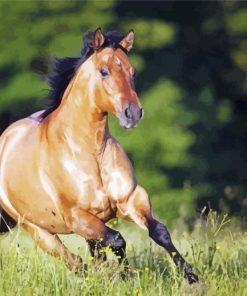 Aesthetic Quarter Horse Paint By Numbers