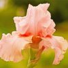 Aesthetic Pink Iris Flower Paint By Number