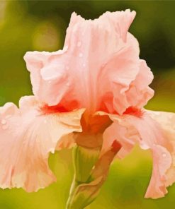 Aesthetic Pink Iris Flower Paint By Number