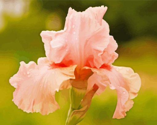 Aesthetic Pink Iris Flower Paint By Number