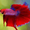 Aesthetic Red Betta Fish Paint By Numbers