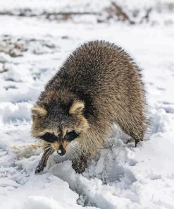 Aesthetic Snow Raccoon Paint By Numbers