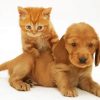 Aesthetic Tabby Kitten And Golden Spaniel Puppy Paint By Numbers