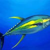 Aesthetic Yellow Fin Tuna Paint By Numbers