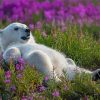 Bear In Lavender Field Paint By Numbers