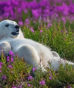 Bear In Lavender Field Paint By Numbers