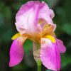 Beautiful Pink Iris Paint By Numbers